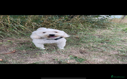 Sproodle dogs for sale: F1 Miniature Sproodles from Health Tested Parents. - Image 24