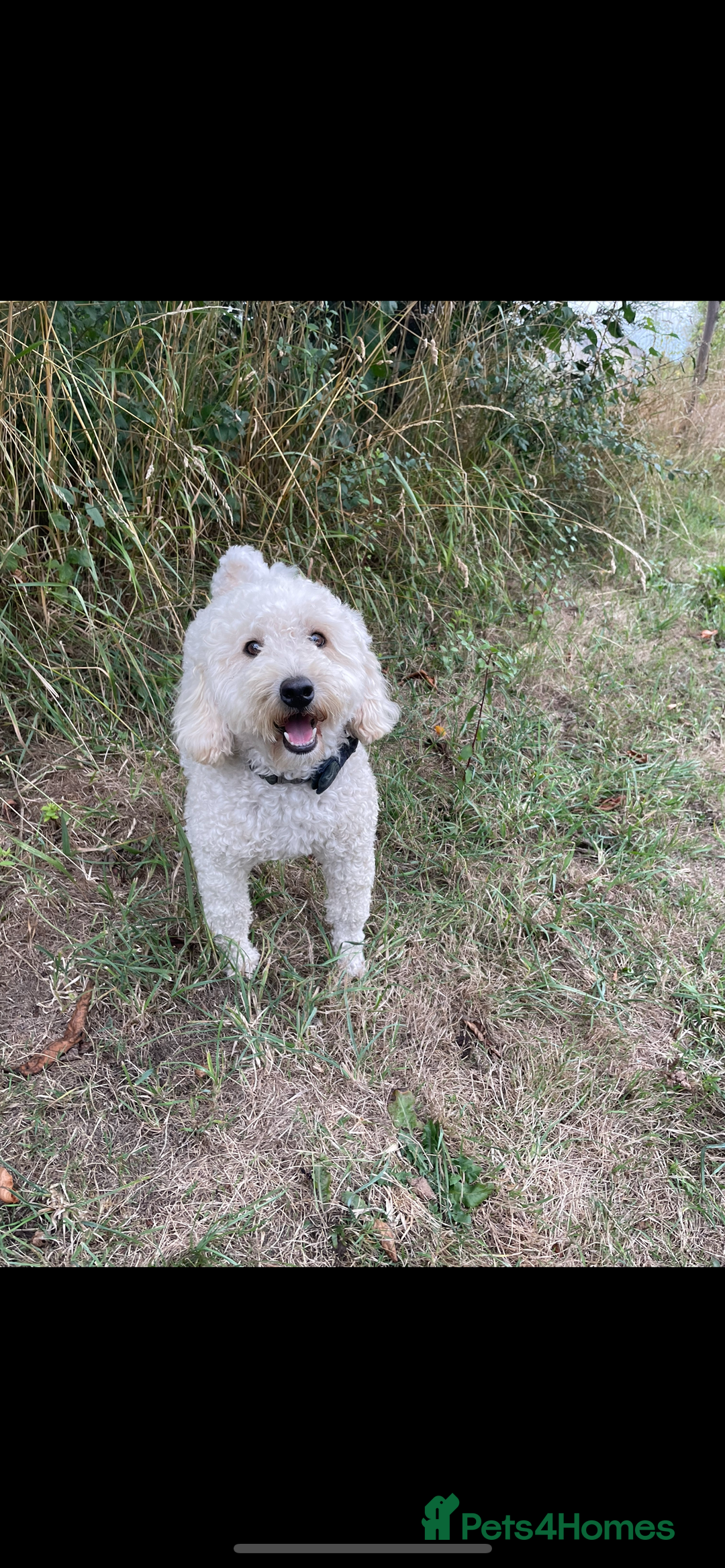 Sproodle dogs for sale: F1 Miniature Sproodles from Health Tested Parents. - Image 24