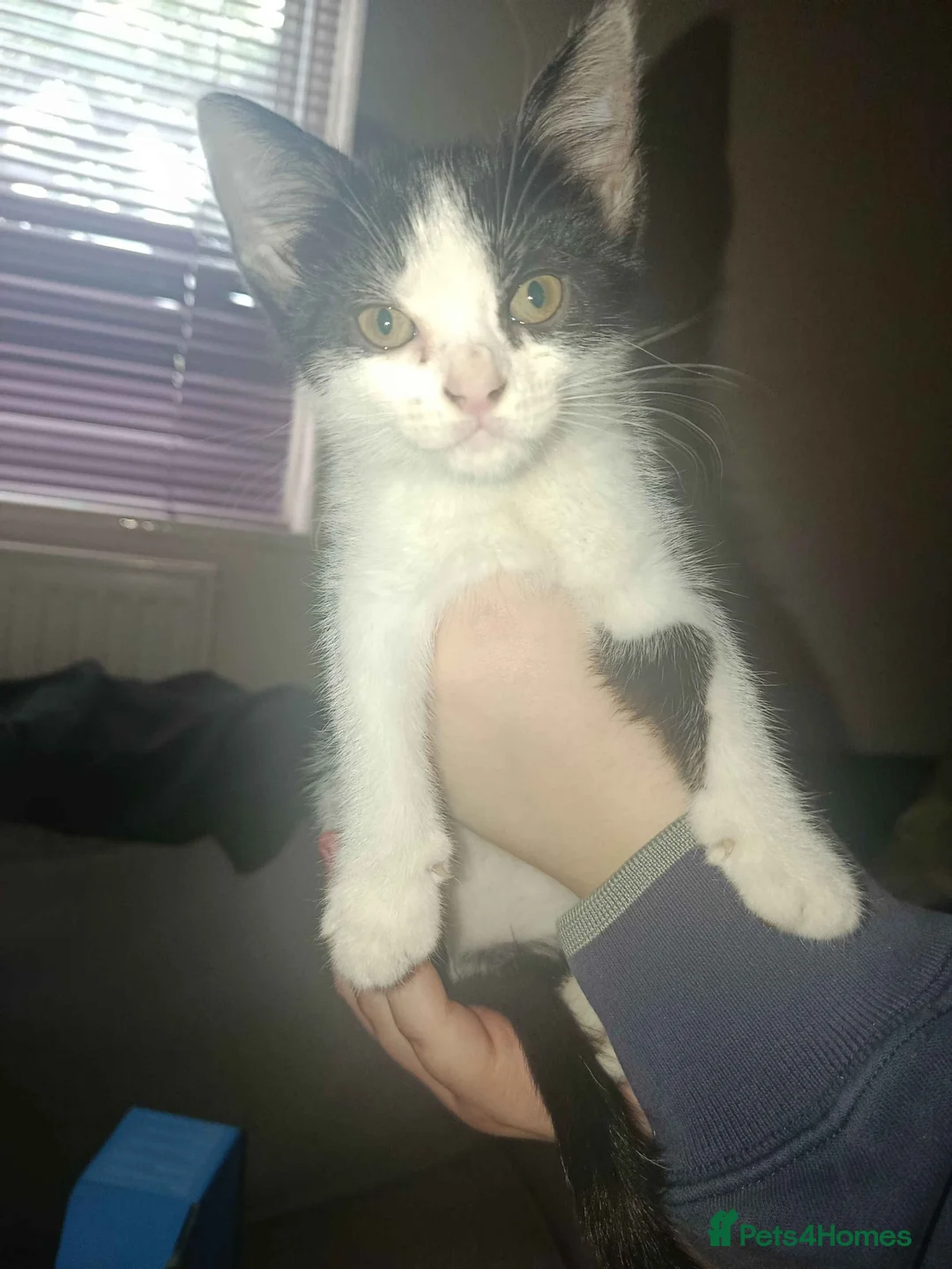 Mixed Breed cats for sale: female kitten - Advert 2