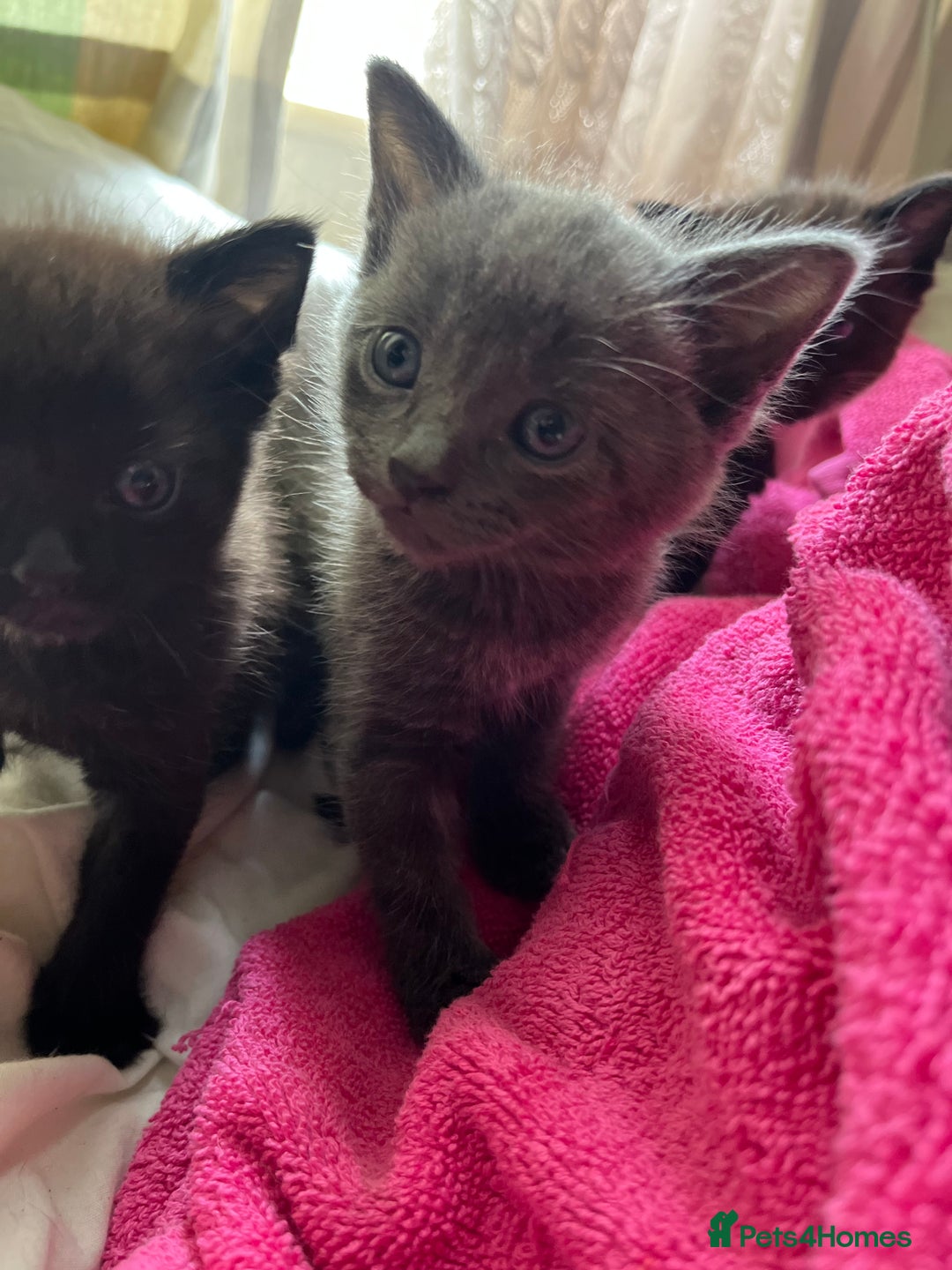 Mixed Breed cats for sale: 3 baby boys looking for their new homes , 4 weeks  - Image 16