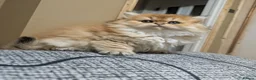 British Shorthair cats for sale: Kitten  - Advert 8
