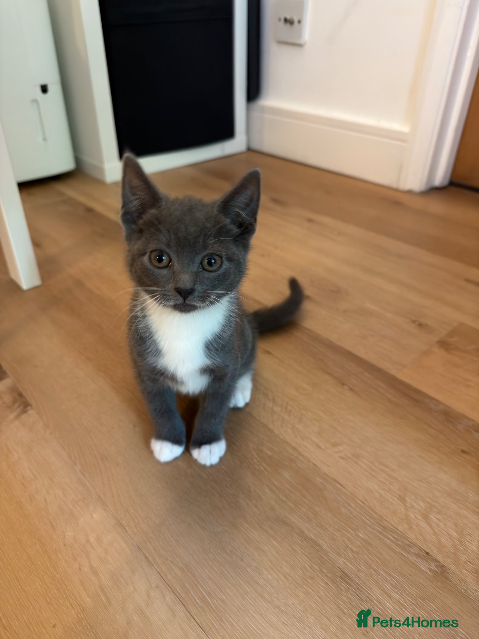 Mixed Breed cats Rare Gray/Grey Kitten - Advert 2