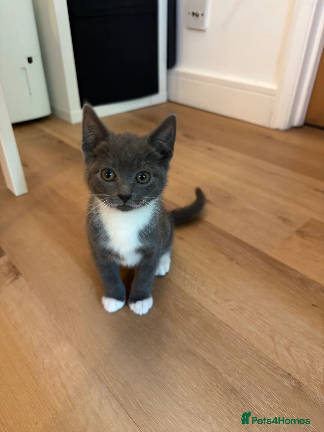 Mixed Breed cats for sale: Rare Gray/Grey Kitten - Advert 1
