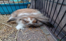 Mini Lion Lop rabbits for sale: 3 boys 1 girl mini lion lop - Image 19
