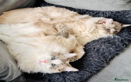 Ragdoll cats for sale: Coco and Willow Male Ragdolls - Advert 9