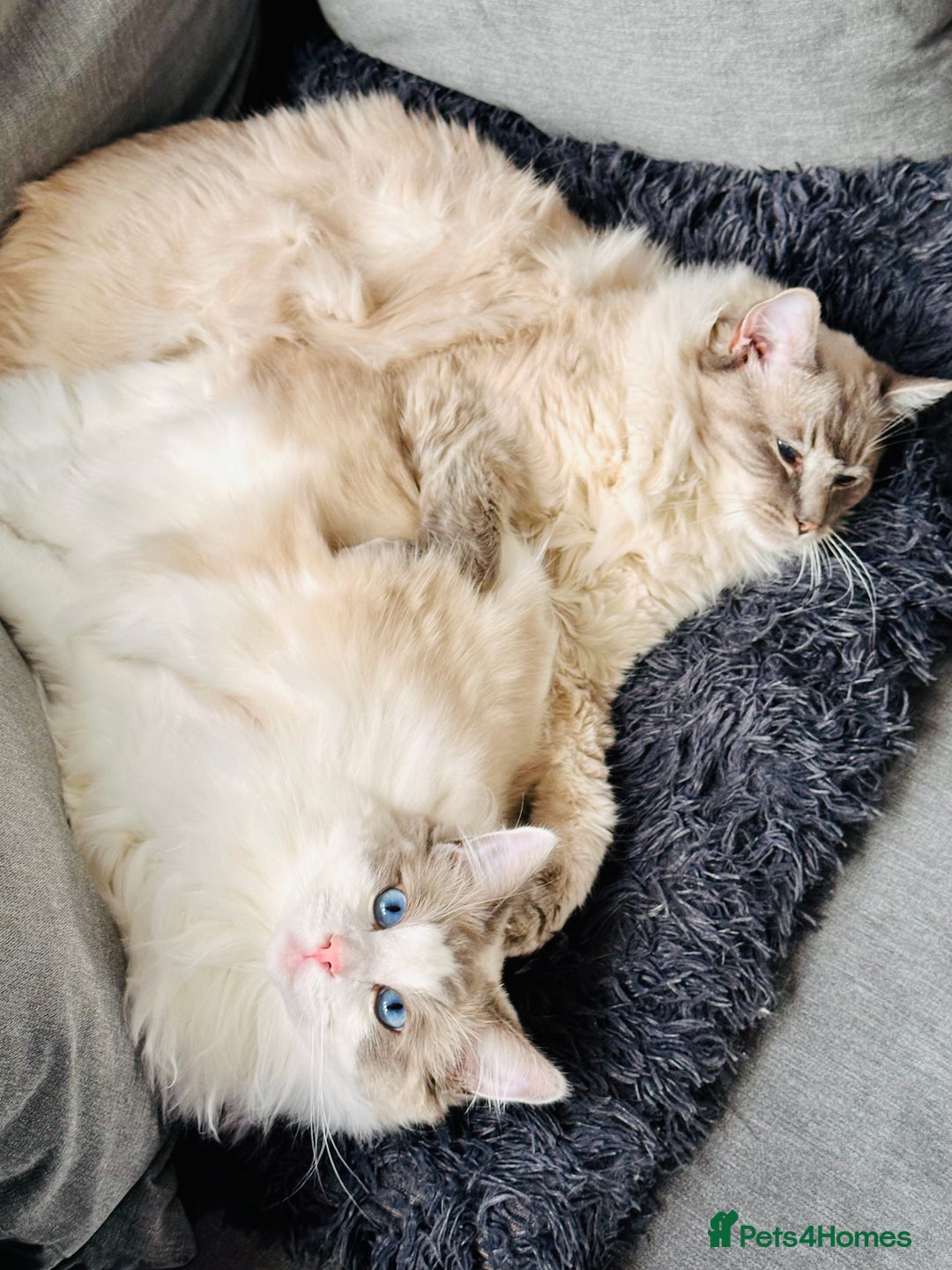 Ragdoll cats for sale: Coco and Willow Male Ragdolls - Advert 9