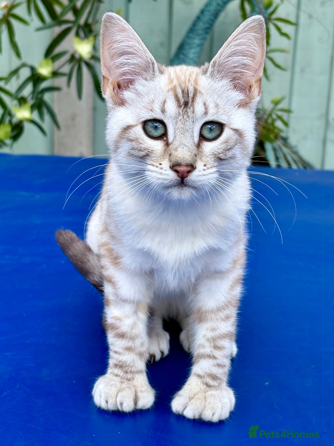 Keetso cats for sale: Stunning polydactyl snow leopard girl  - Image 7