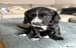 Cocker Spaniel dogs for sale: KC Registered Working Cocker Spaniel puppies - Image 12