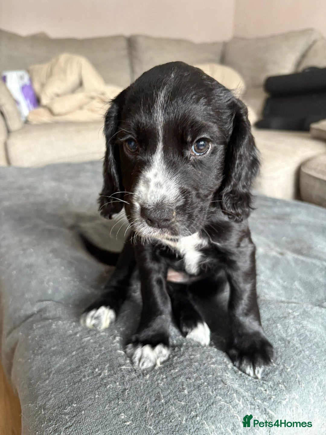 Cocker Spaniel dogs for sale: KC Registered Working Cocker Spaniel puppies - Image 12