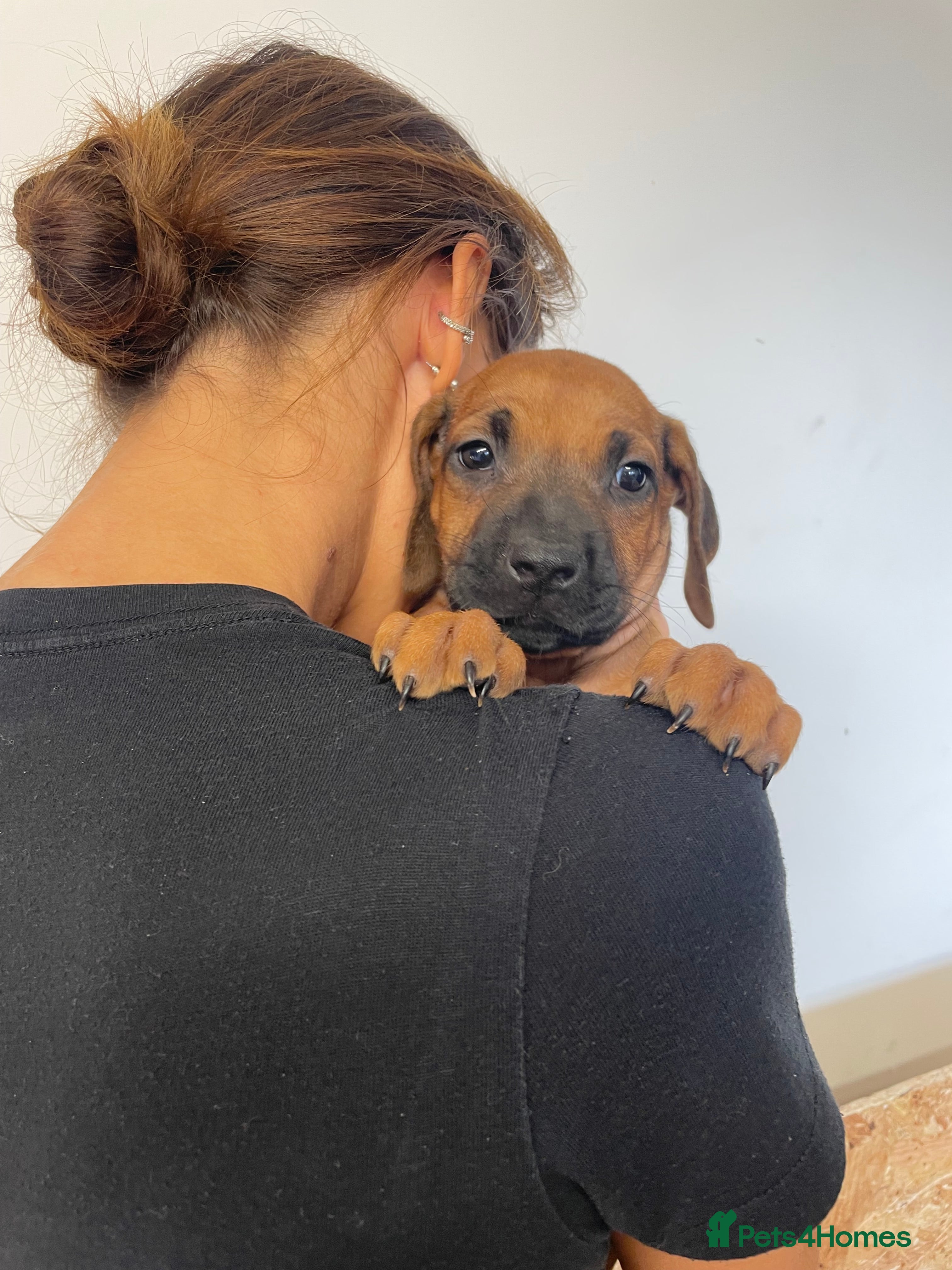 Rhodesian Ridgeback dogs European Champion Pedigree KC  - Advert 2