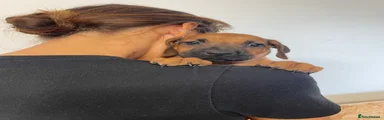 Rhodesian Ridgeback 11
