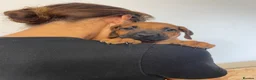 Rhodesian Ridgeback dogs for sale: European Champion Pedigree KC  - Advert 2
