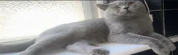 British Shorthair cats for sale: Stunning British Short Hair Kittens  - Advert 4