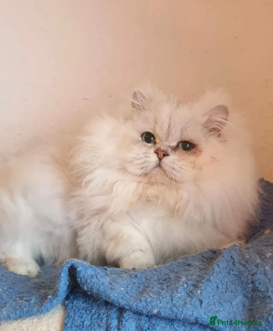 Persian cats for stud: ❤️PKD Clear Pedigree Chinchilla Persian Stud❤️ - Advert 3