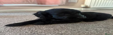 Cockapoo 2