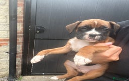 Boxer dogs for sale: Ready This Weekend Kc Boxer Puppies - Image 26