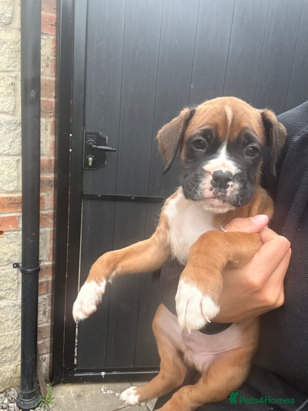 Boxer dogs for sale: Ready This Weekend Kc Boxer Puppies - Image 26