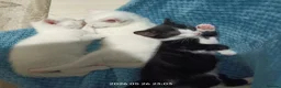 European cats for sale: Adorable Kittens  - Advert 8