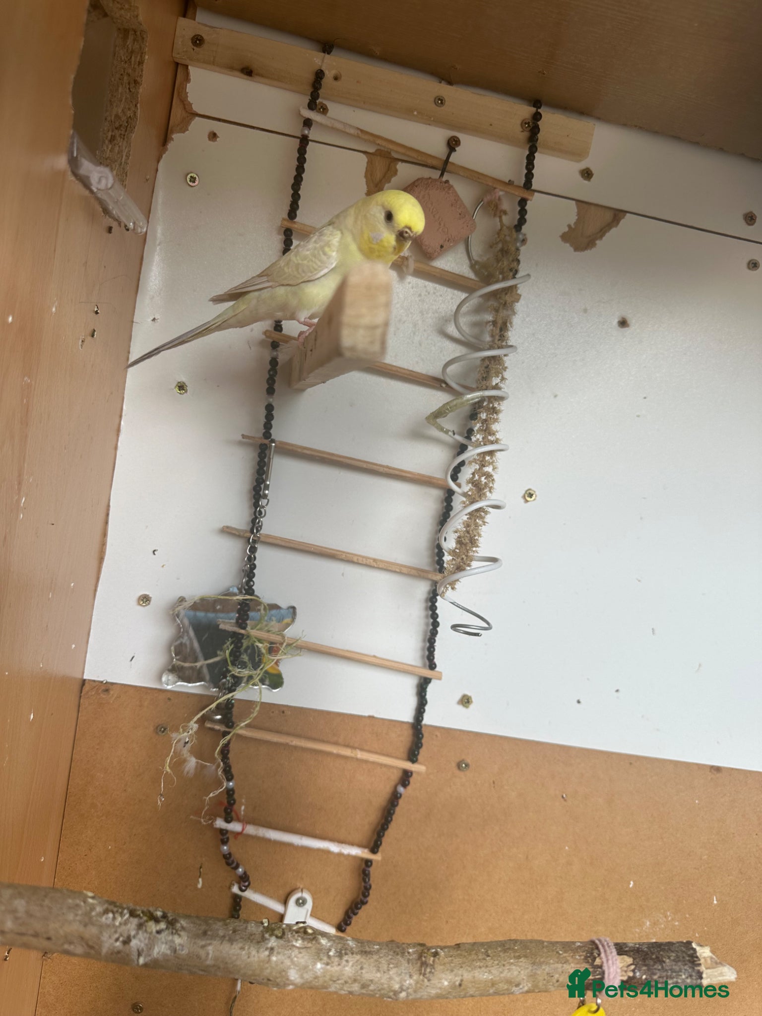 Budgerigars birds for sale: Lovely rainbow female in breeding condition  - Advert 1
