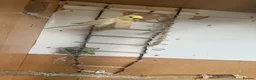 Budgerigars birds for sale: Lovely rainbow female in breeding condition  - Advert 1