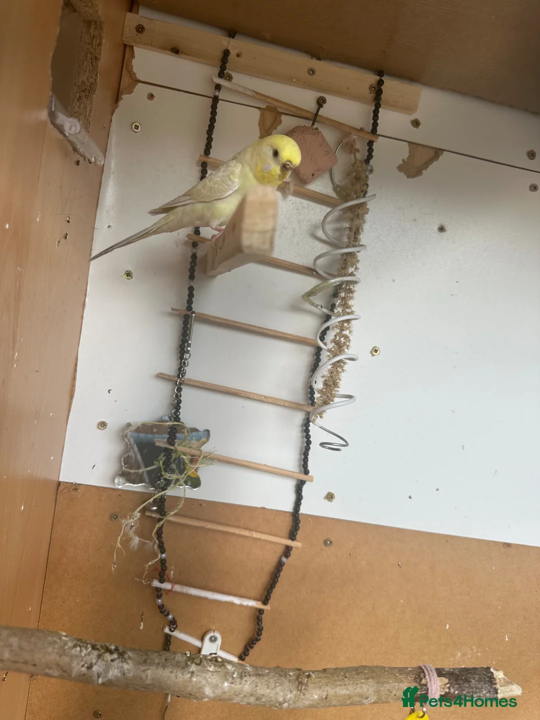 Budgerigars birds for sale: Lovely rainbow female in breeding condition  - Advert 1