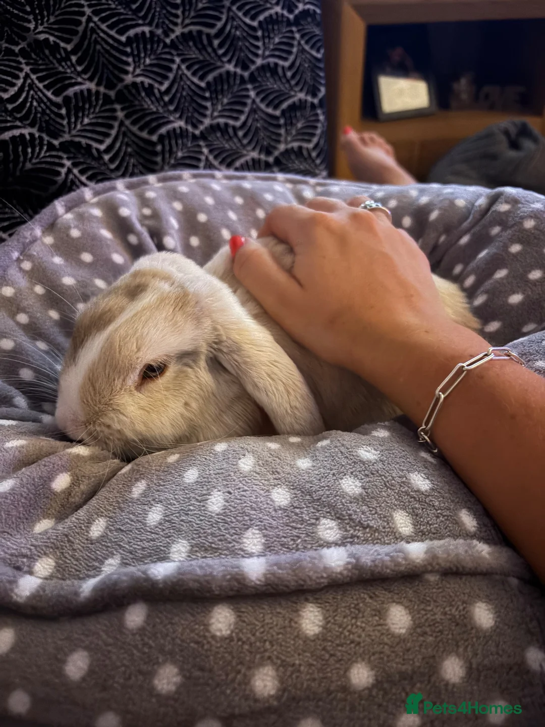 Mini Lop rabbits for sale: Mini Lop - Bella in Heanor - Advert 5