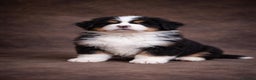 Bernese Mountain Dog dogs for sale: Beautiful pups from fully health tested patents - Advert 1
