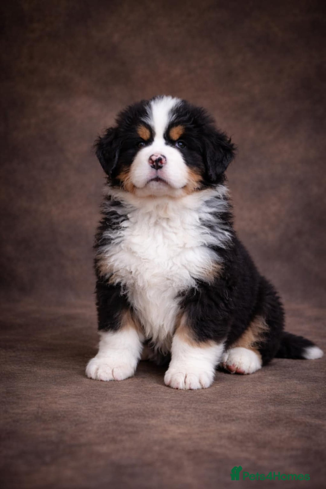Bernese Mountain Dog dogs for sale: Beautiful pups from fully health tested patents - Advert 1