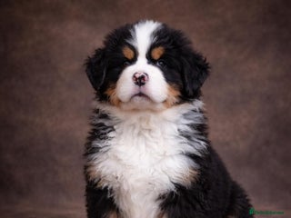 Bernese Mountain Dog dogs Beautiful pups from fully health tested patents - Advert 3