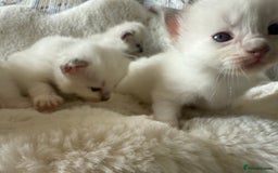 Ragdoll cats for sale: Beautiful litter of Ragdoll baby’s!  - Image 10