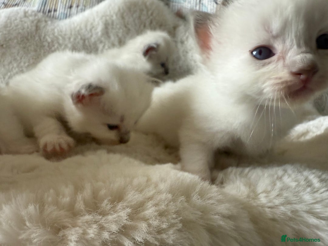 Ragdoll cats for sale: Beautiful litter of Ragdoll baby’s!  - Image 10