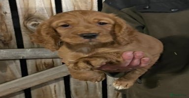 Cocker Spaniel dogs - Advert 6
