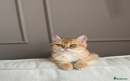 British Shorthair cats for sale: Golden british shorthair boy - Image 6
