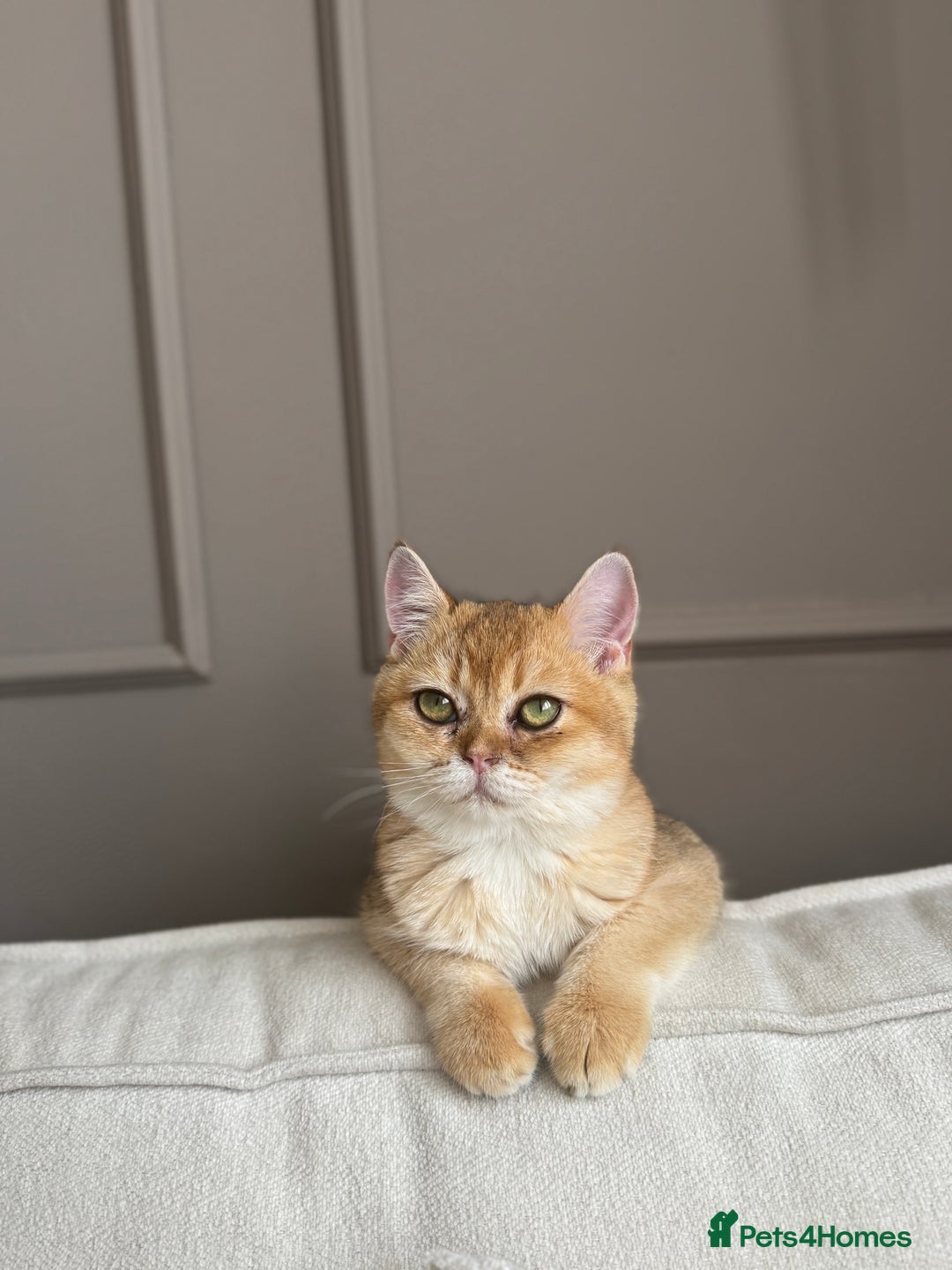 British Shorthair cats for sale: Golden british shorthair boy - Image 6