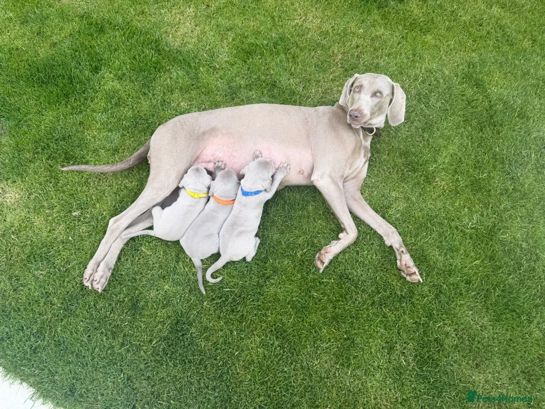 Weimaraner dogs for sale: Weimaraner Puppies, 1 girl & 2 boys  - Advert 2