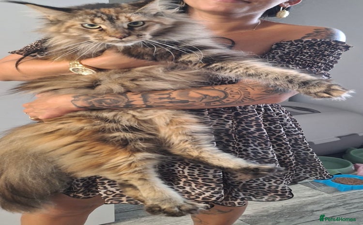 Maine Coon cats 3 Maine Coon kittens  - Advert 1