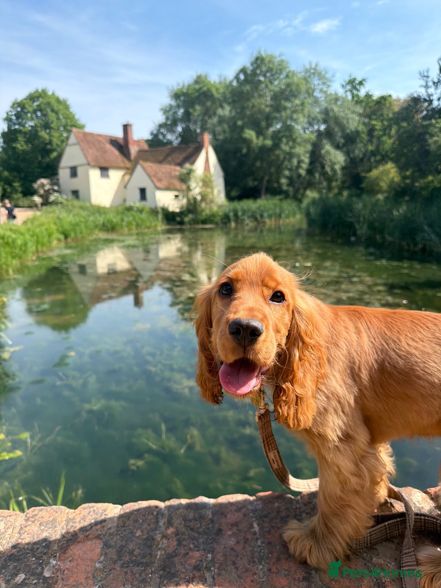 Cocker Spaniel dogs Deep golden show cocker  - Advert 2