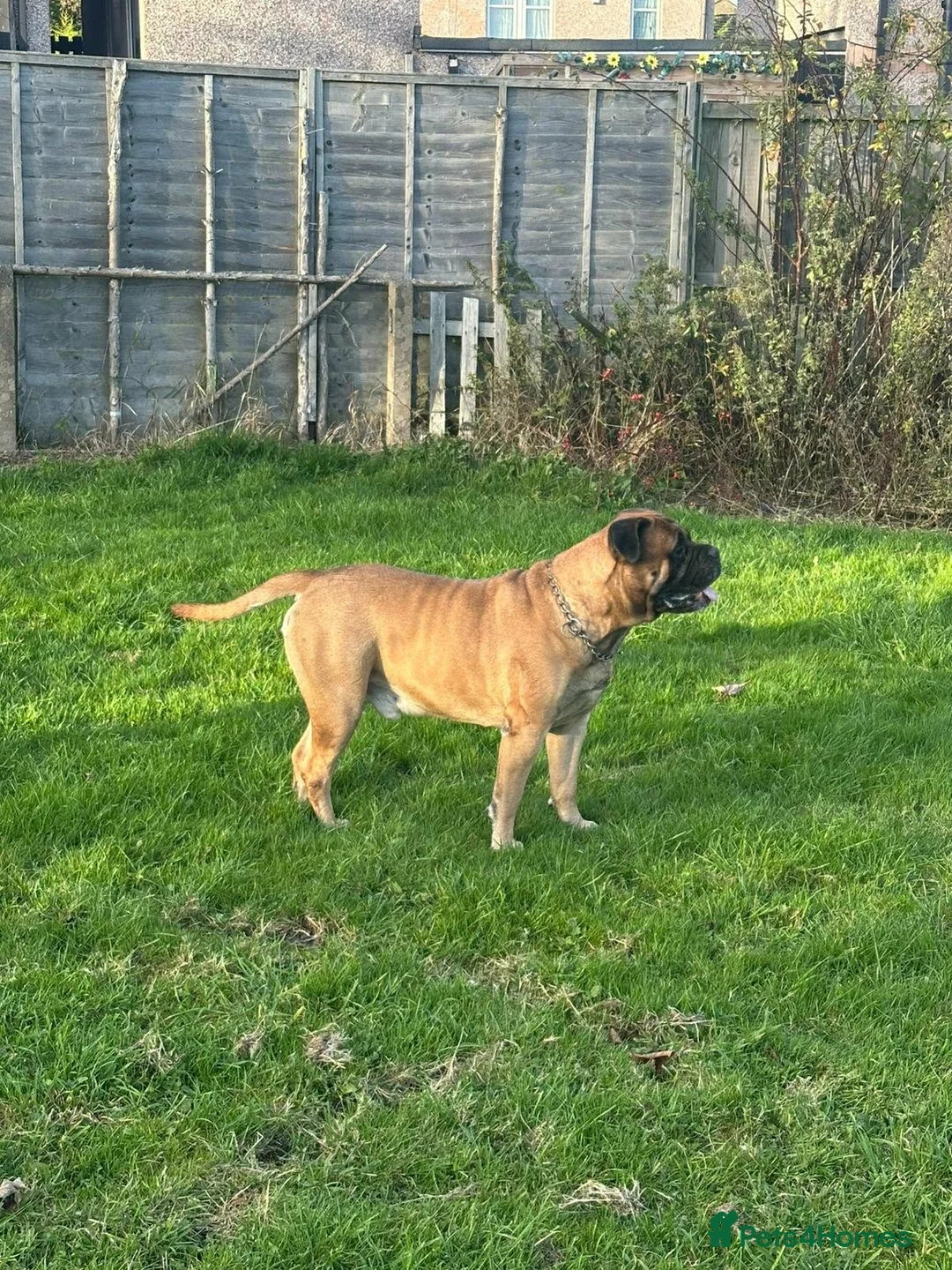 Bullmastiff dogs for stud: Bullmastiff Stud  - Advert 3