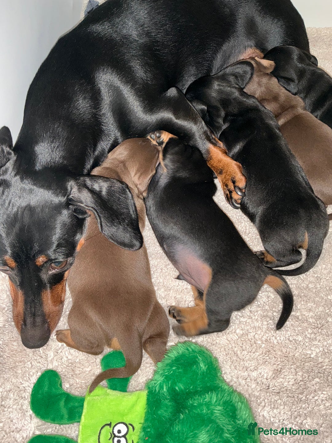 Miniature Dachshund dogs for sale: Nature smooth hair dash shows - Advert 1