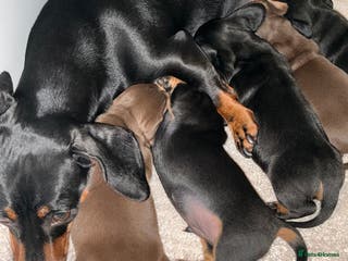 Miniature Dachshund dogs Nature smooth hair dash hound - Advert 11