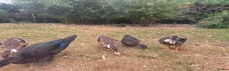 Ducks poultry for sale: Muscovy Ducks for sale - Male & Female - Advert 15