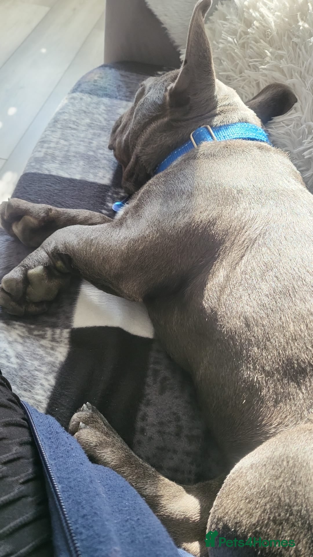 French Bulldog dogs for sale: Kc registered blue male French bulldog 8 months  - Image 6