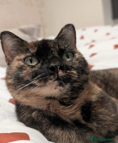 Tortoiseshell Kittens for sale | Pets4Homes