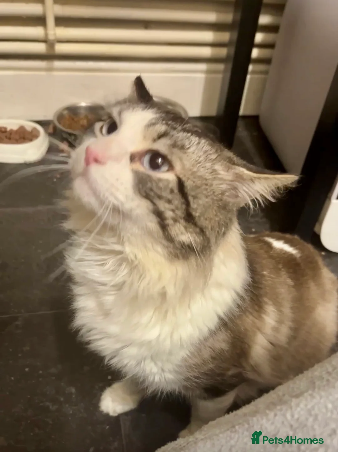 Ragdoll cats for sale: Special home needed for my boy  - Advert 2