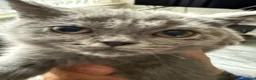 British Shorthair cats for sale: British shorthair  - Advert 20