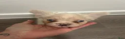 French Bulldog dogs for sale: KC registered fluffy French bulldog puppies  - Advert 5
