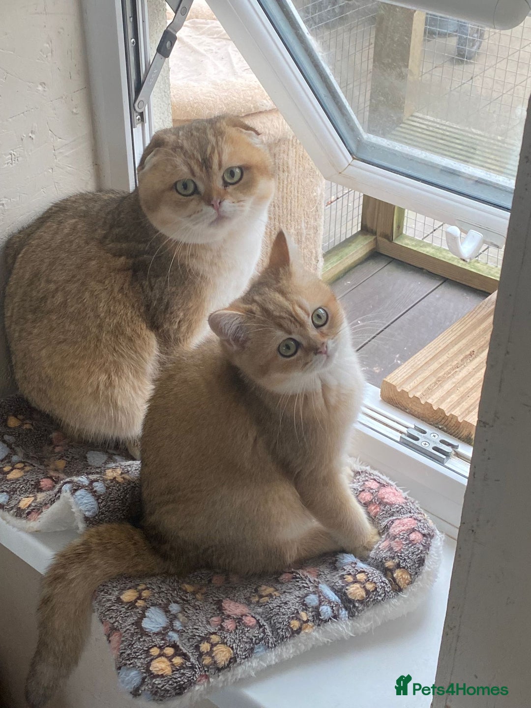 Scottish Fold cats for sale: 🐾 Adorable Pedigree Scottish Kittens! 🐾 - Advert 9