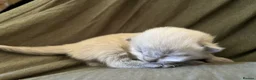 Ragdoll cats for sale: 2 beautiful ragdolls ready for their forever home - Advert 29