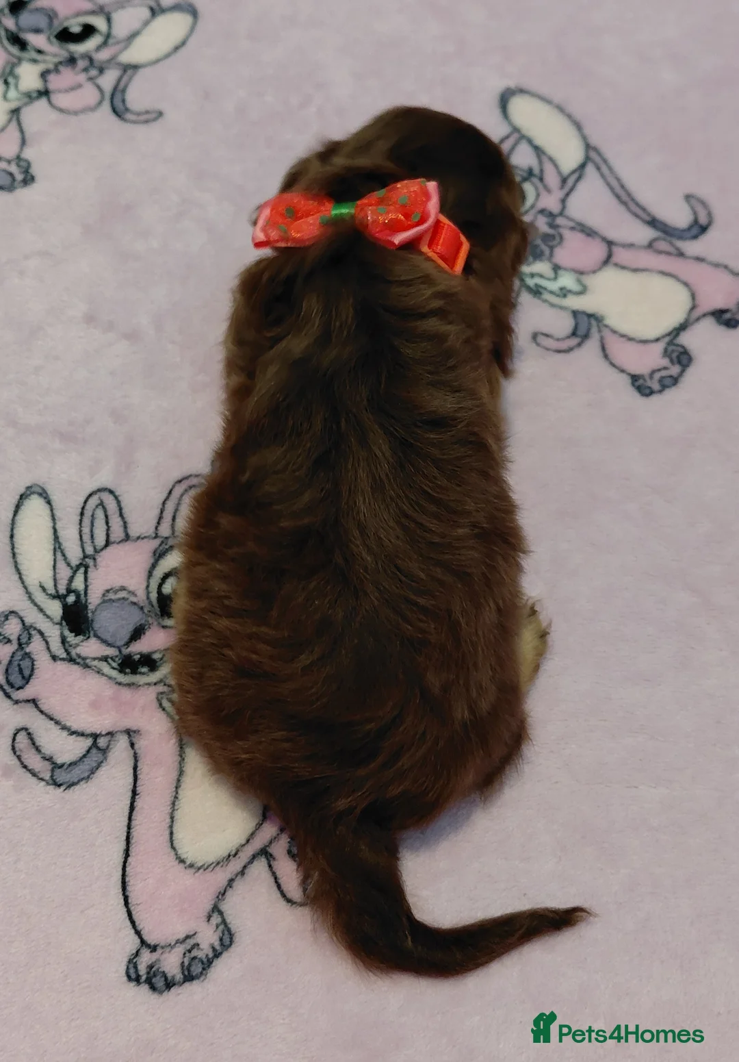 Miniature Dachshund dogs for sale: Sweetest Longhaired/One S.Haired Mini's 🤎🐾 - Advert 18