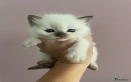 Ragdoll cats for sale: GCCF Blue Colour Point Ragdoll Kittens - Image 3